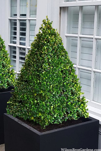 Winter Rocket Boxwood - 3 Gallon Pot