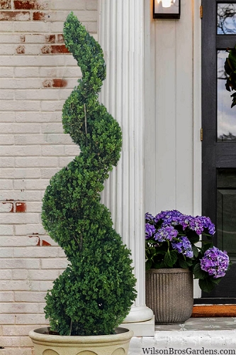 American Boxwood Spiral Topiary - 7 Gallon Pot