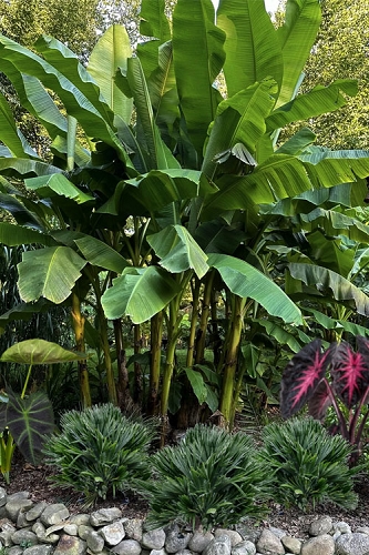 Mekong Giant Cold Hardy Banana Tree - 5 Gallon Pot