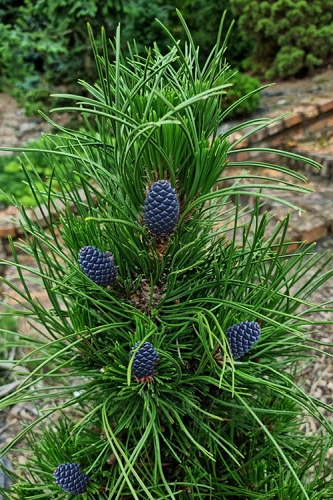 Atze Saule Bosnian Pine - 1 Gallon Pot 