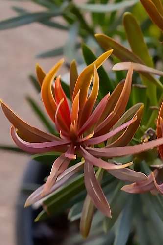 Mood Ring Podocarpus Macrophyllus - 3 Gallon Pot