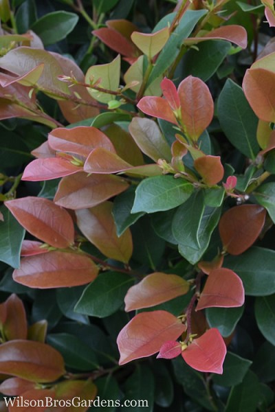 Linebacker Evergreen Witch Hazel (Distlylium) - 3 Gallon Pot