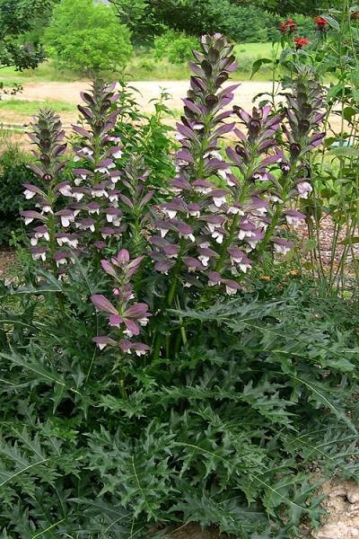 Spiny Bear's Breeches (Acanthus) - 1 Gallon Pot