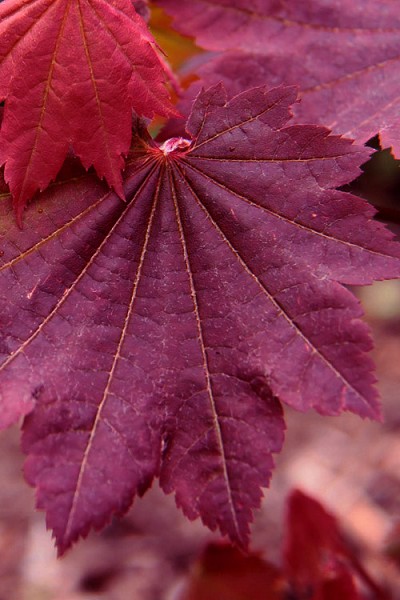 Buy Ruby Full Moon Japanese Maple Tree | FREE SHIPPING | Wilson Bros ...