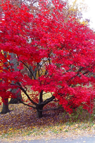 Morning Starburst Vine Maple - 3 Gallon Pot