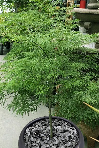 Viridis Dwarf Green Japanese Maple (Tree Form) - 7 Gallon Pot