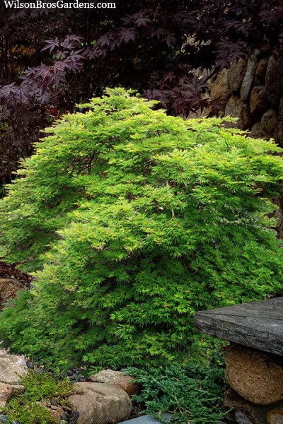 Green Snowflake Laceleaf Full Moon Japanese Maple - 1 Gallon Pot