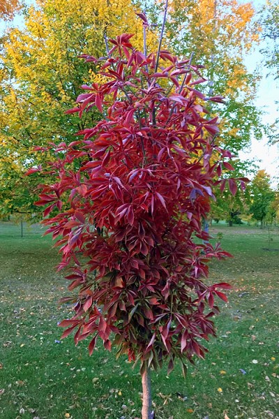 Lavaburst Ohio Buckeye Tree - 3 Gallon Pot