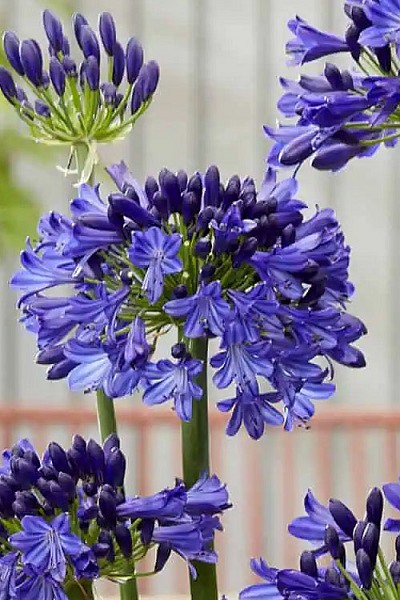 Ever Sky Light Agapanthus (Lily of the Nile) - 1 Gallon Pot