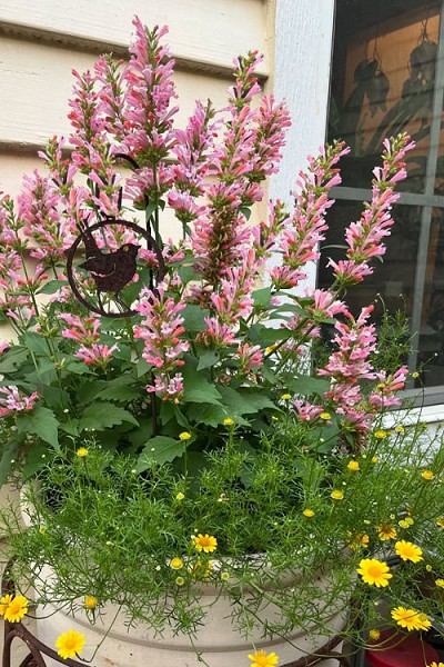 Pink Pearl Agastache (Hummingbird Mint) - 1 Gallon Pot
