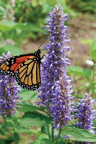 Purple Giant Anise Hyssop (Agastache) - 1 Gallon Pot