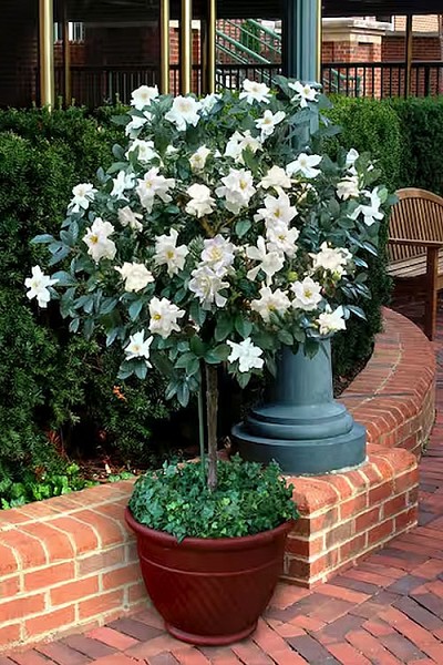 Aimee Gardenia (Single Trunk Topiary Tree) - 3 Gallon Pot