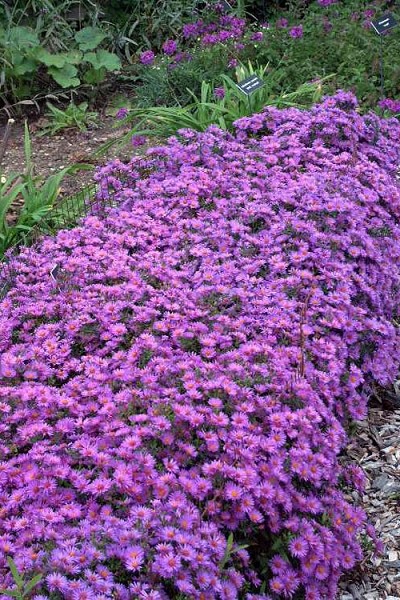 Wood's Purple Aster - 1 Gallon Pot
