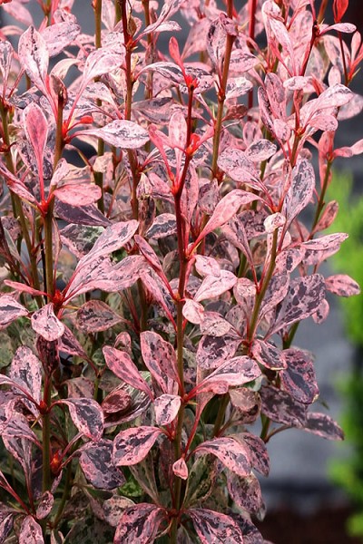 Rosy Rocket Barberry - 6 Pack of 1 Gallon Pots