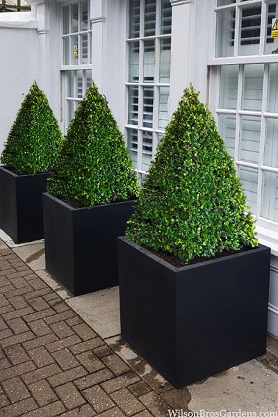 Winter Rocket Boxwood - 3 Gallon Pot
