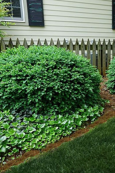 Vardar Valley Boxwood - 1 Gallon Pot