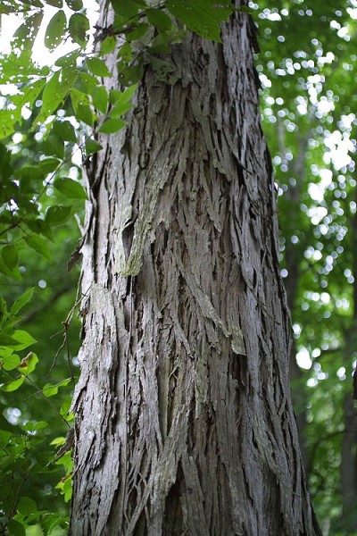Shellbark Hickory Tree (Carya laciniosa) - 3 Gallon Pot