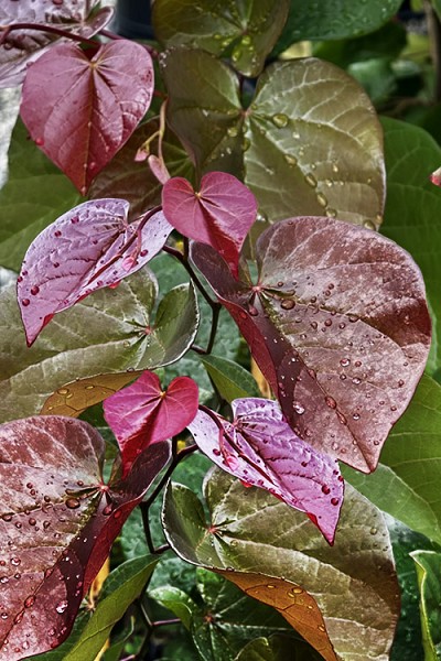 Sparkler Oklahoma Redbud Tree - 5 Gallon Pot