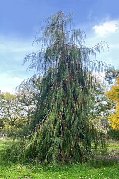 Imbric Weeping Threadleaf Lawson Cypress - 2 Gallon Pot