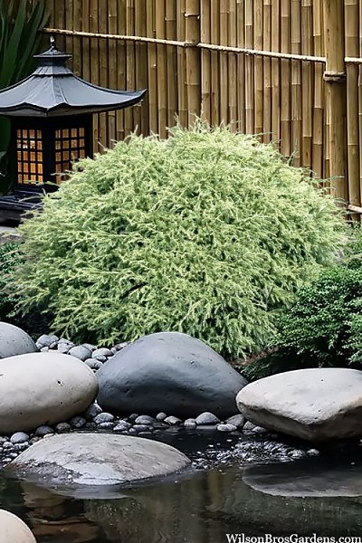 Fairy Puff Dwarf Sawara Cypress - 1 Gallon Pot