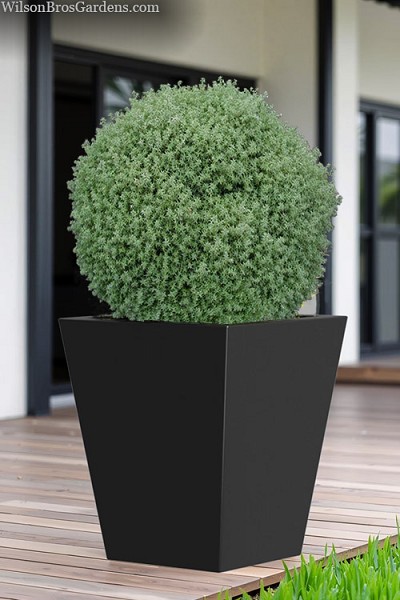 Tamu Himura Globe Sawara Cypress 