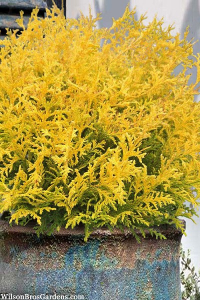 Vintage Gold Sawara Cypress - 1 Gallon Pot