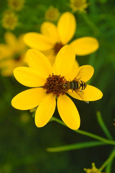 Gilded Lace Coreopsis - 1 Gallon Pot