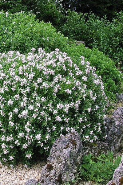 Eternal Fragrance White Summer Daphne - 1 Gallon Pot