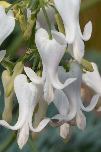 Amore Titanium Fernleaf Bleeding Hearts - 1 Gallon Pot