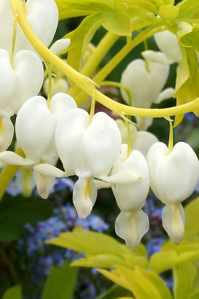 White Gold Old-Fashioned Bleeding Heart (Dicentra) - 1 Gallon Pot