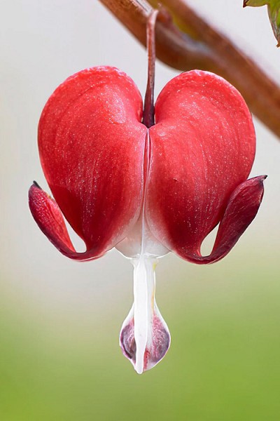 Valentine Old-Fashioned Bleeding Heart (Dicentra) - 1 Gallon Pot