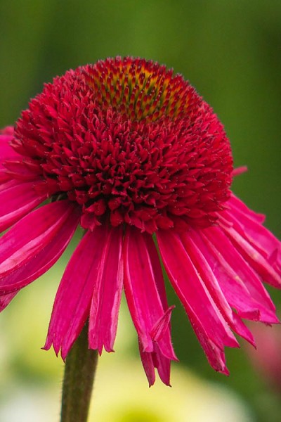 Delicious Candy Coneflower (Echinacea) - 1 Gallon Pot