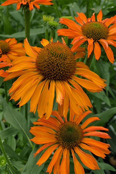 Prima Saffron Coneflower (Echinacea) - 1 Gallon