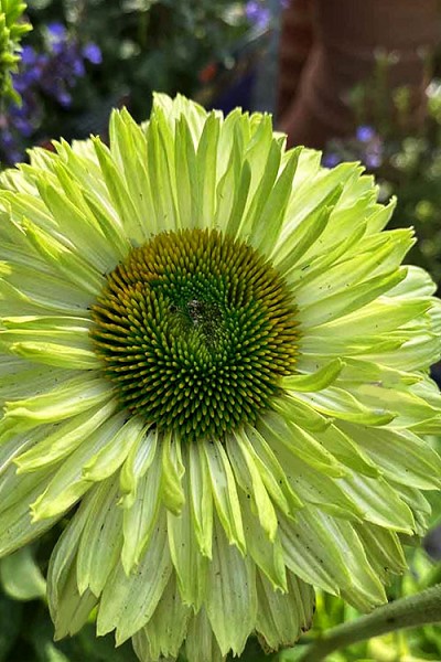 Sunseeker Apple Green Coneflower (Echinacea) - 1 Gallon Pot