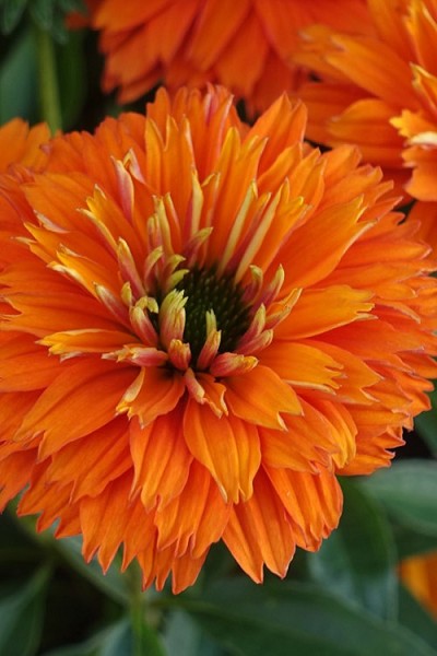 Sunseekers Mineola Orange Coneflower (Echinacea) - 1 Gallon Pot