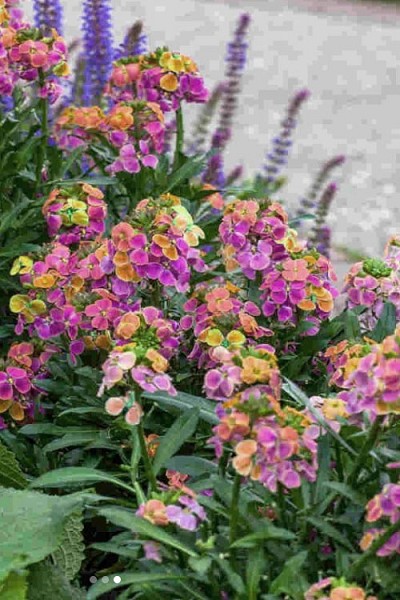Erysistible™ 'Tricolor' Wallflower (Erysium) - 1 Gallon Pot