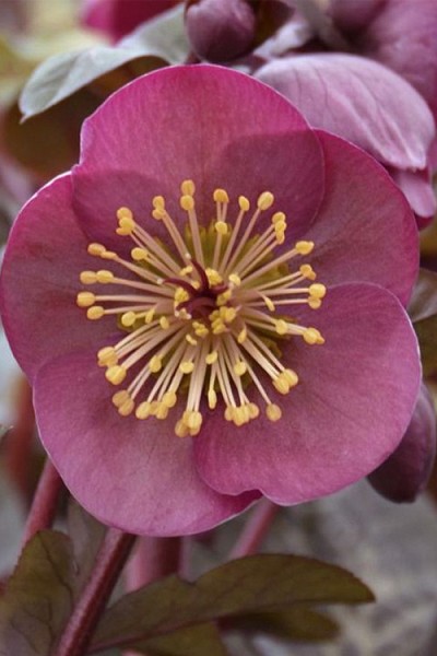 Frost Kiss Penny's Pink Helleborus (Lenten Rose) - 1 Gallon Pot