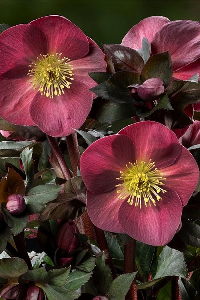 Ice 'N Roses Corvina Helleborus (Lenten Rose) - 1 Gallon Pot