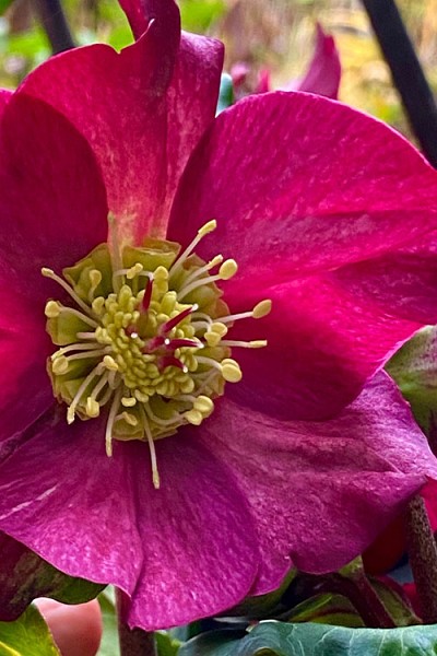 Icebreaker Ruby Helleborus (Lenten Rose) - 1 Gallon Pot