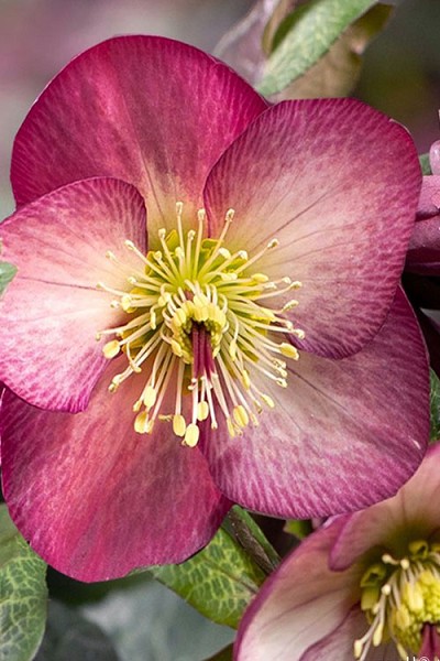 Ice 'N Roses Mary Marble Helleborus (Lenten Rose) - 1 Gallon Pot
