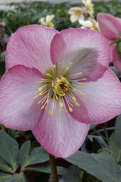Glamour Strawberry Moon Helleborus (Lenten Rose) - 1 Gallon Pot