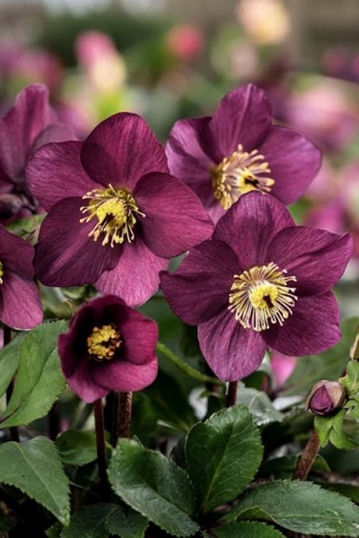 Winter Ballet Karli Helleborus (Lenten Rose) - 1 Gallon Pot