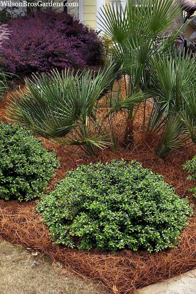 Helleri Japanese Holly - 3 Gallon Pot
