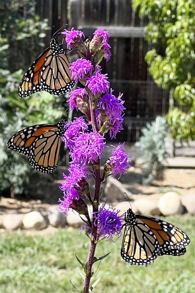 Rocky Mountain Meadow Blazing Star (Liatris) - 1 Gallon Pot