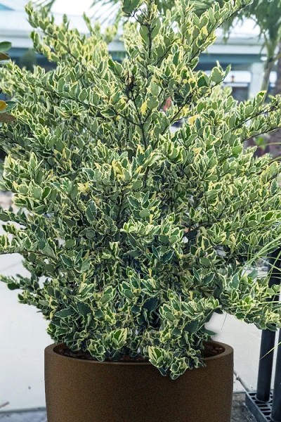 Jack Frost Ligustrum (Privet) - 7 Gallon Pot