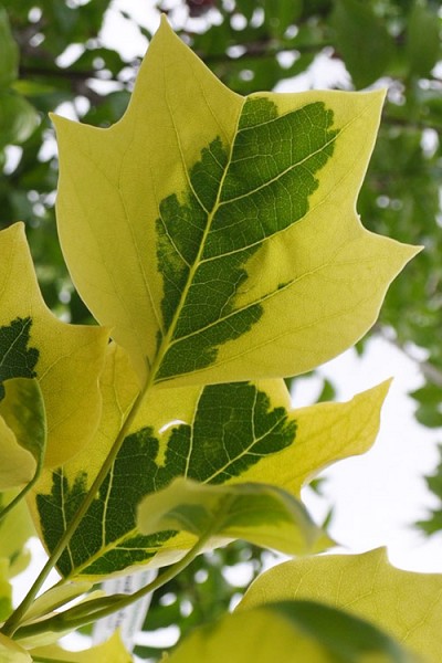Yellow Variegated Tulip Poplar Tree - 7 Gallon Pot