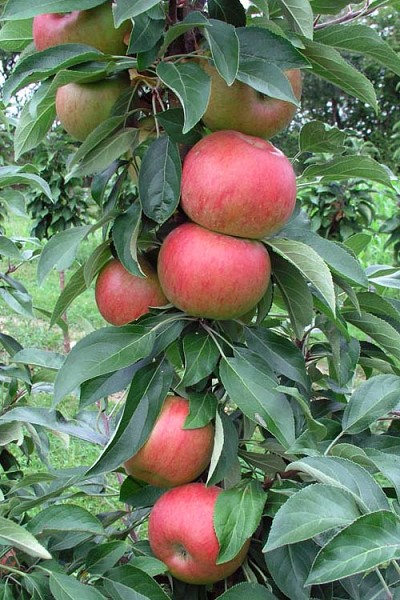 Fruit Snacks Blushing Delight Columnar Apple (Malus) - 5 Gallon Pot