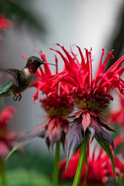 Gardenview Scarlet Bee Balm - 1 Gallon Pot