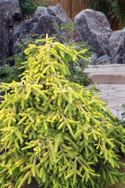 Dandylion Dwarf Norway Spruce - 6 Gallon Pot