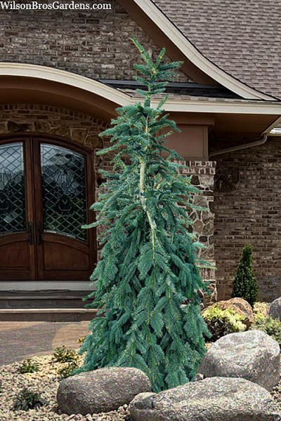 Blue Weeping Norway Spruce - 6 Gallon Pot